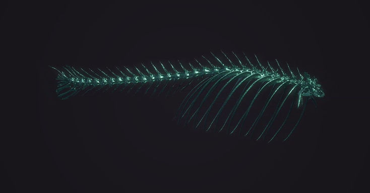 Spinning zebrafish in hypergravity